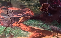 Bearded Dragon reptiles for sale: 5 baby bearded dragons for sale  - Image 9