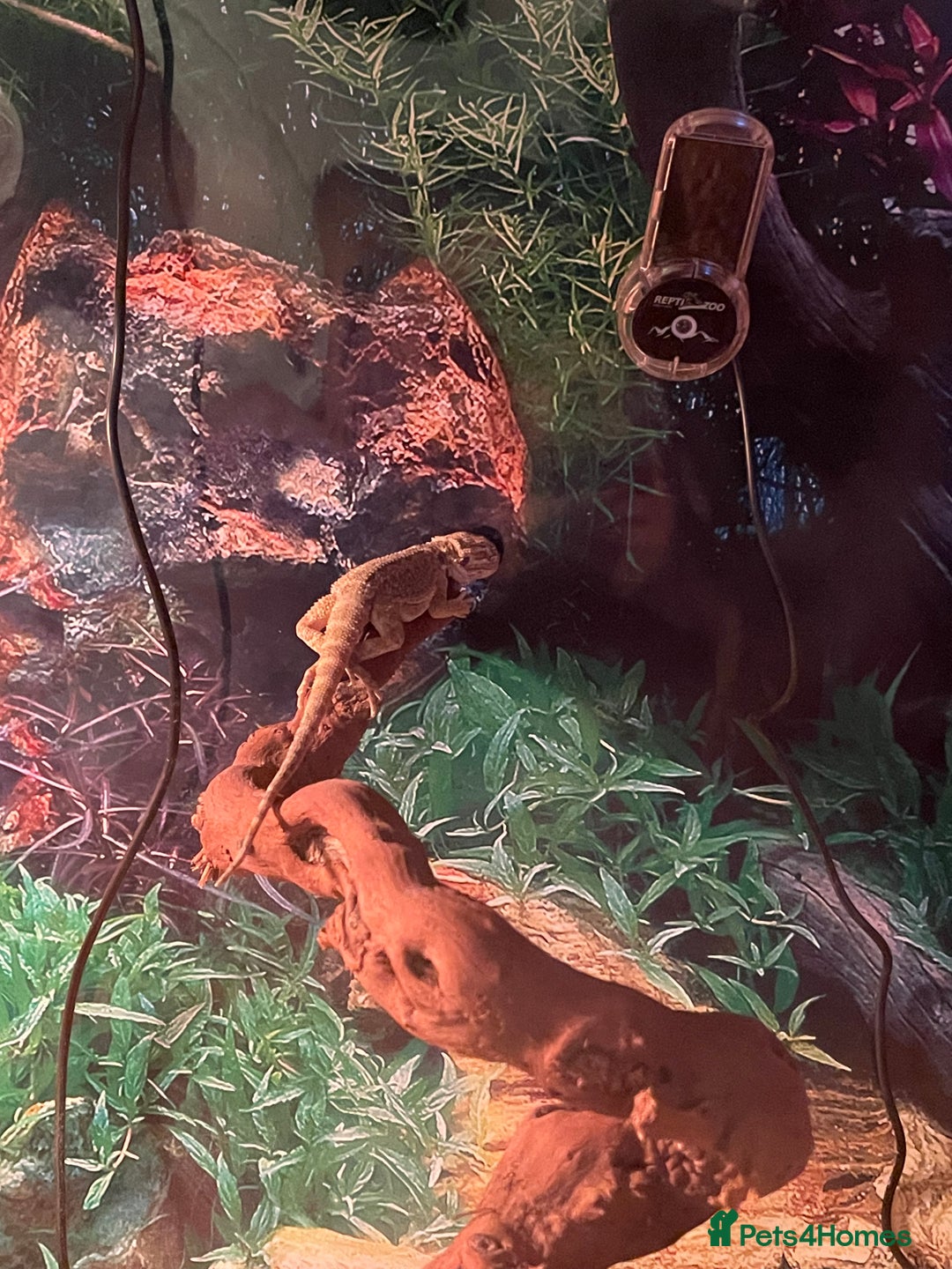Bearded Dragon reptiles for sale: 5 baby bearded dragons for sale  - Image 9