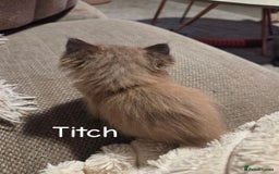 Ragdoll cats for sale: Beautiful Ragdoll Kittens - Image 17