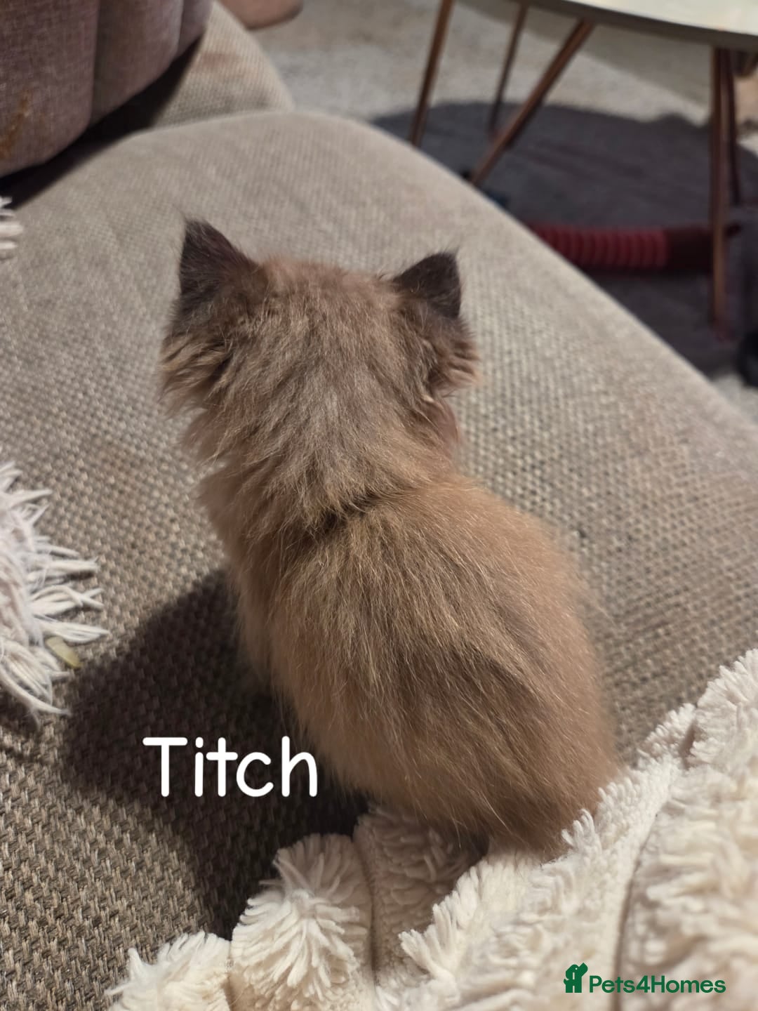 Ragdoll cats for sale: Beautiful Ragdoll Kittens - Image 17