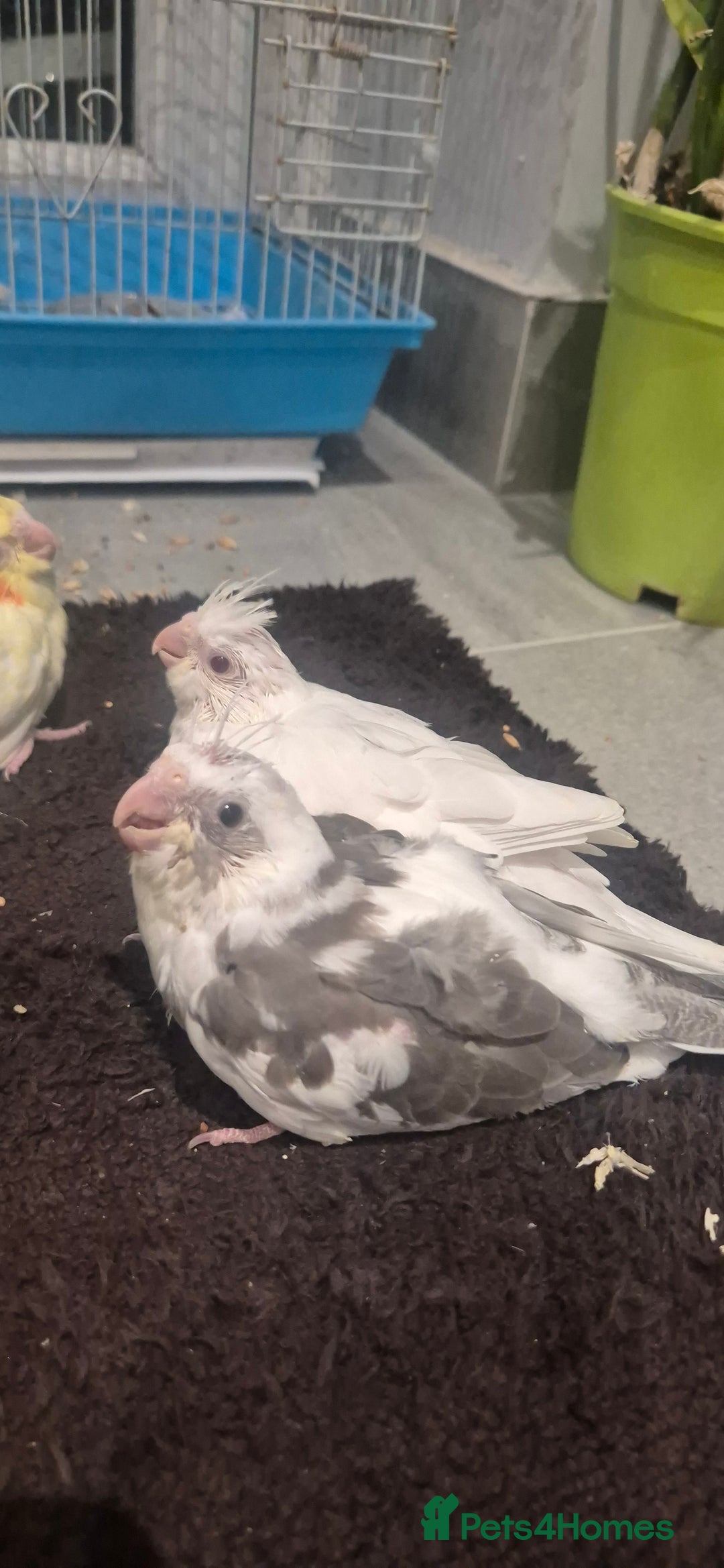 Cockatiels birds for sale: Lovely birds babyies - Advert 2