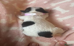 Shih Tzu dogs for sale: ⭐️Beautiful  Shih~Tzu puppies Ready 3rd October🐾 - Image 6