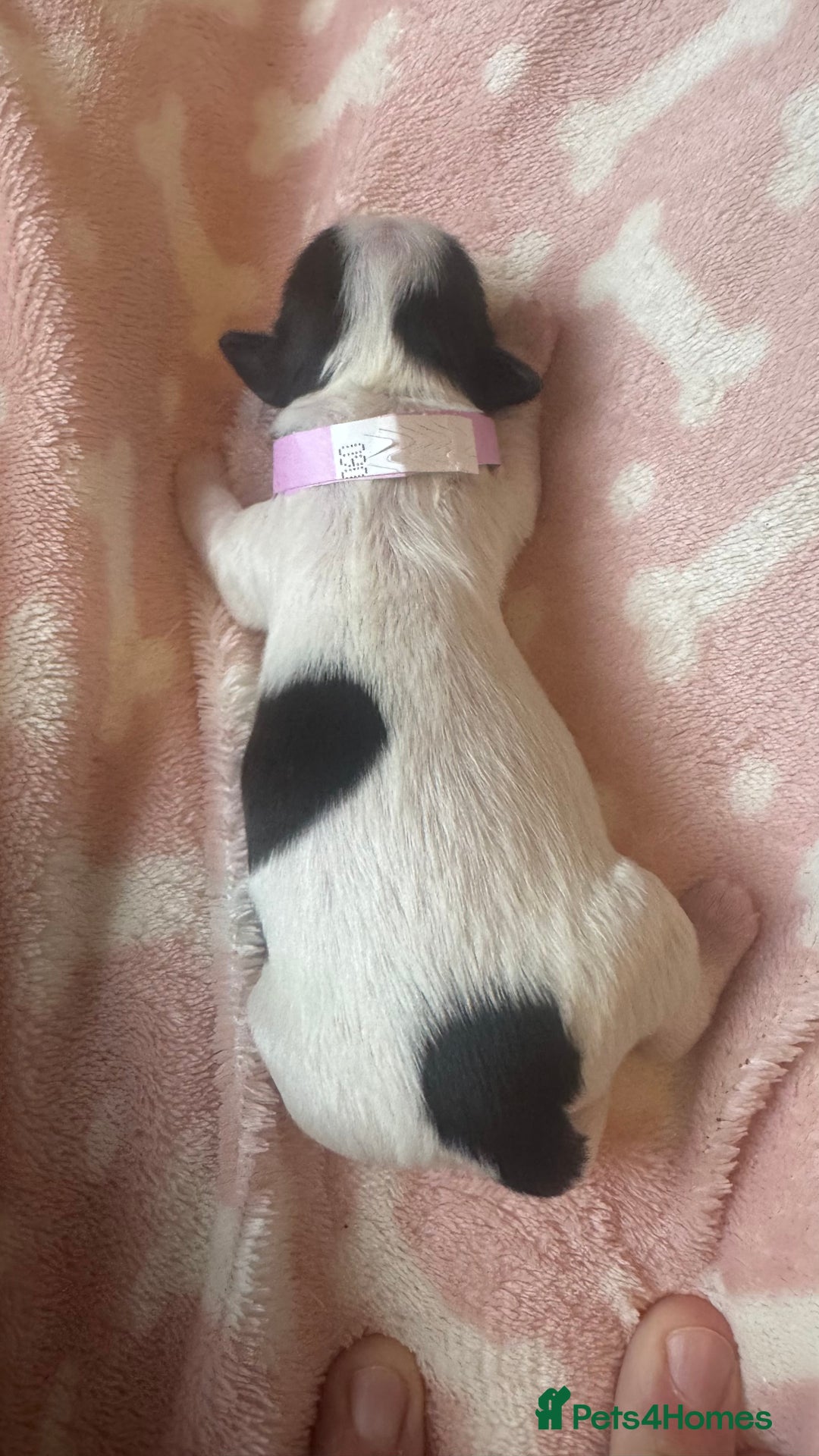 Shih Tzu dogs for sale: ⭐️Beautiful  Shih~Tzu puppies Ready 3rd October🐾 - Image 6