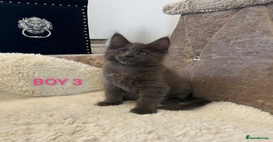 Maine Coon cats - Advert 3