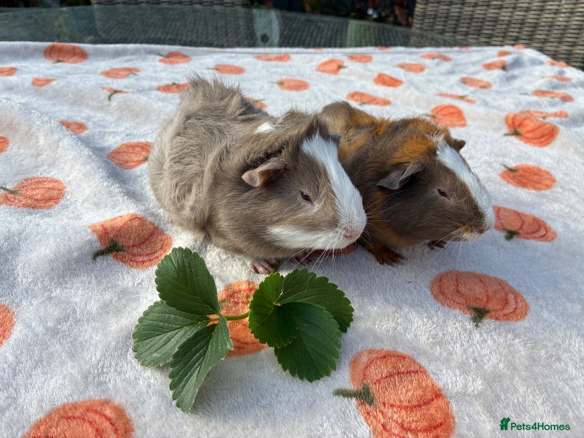 Guinea Pig rodents 2 baby male guinea pigs 8 weeks old  - Advert 2