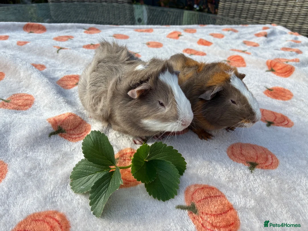 Guinea Pig rodents for sale: 2 baby male guinea pigs 8 weeks old  - Advert 1