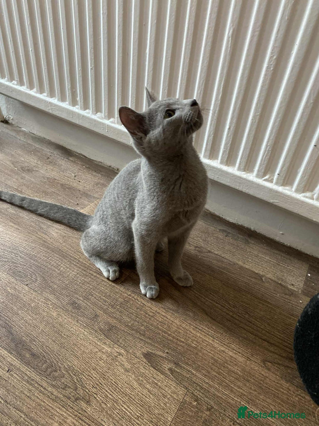 Russian Blue cats for sale: Russian blue  - Image 7
