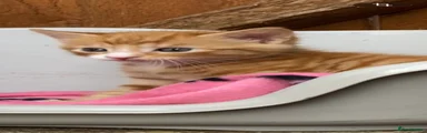 Mixed Breed Kitten 1