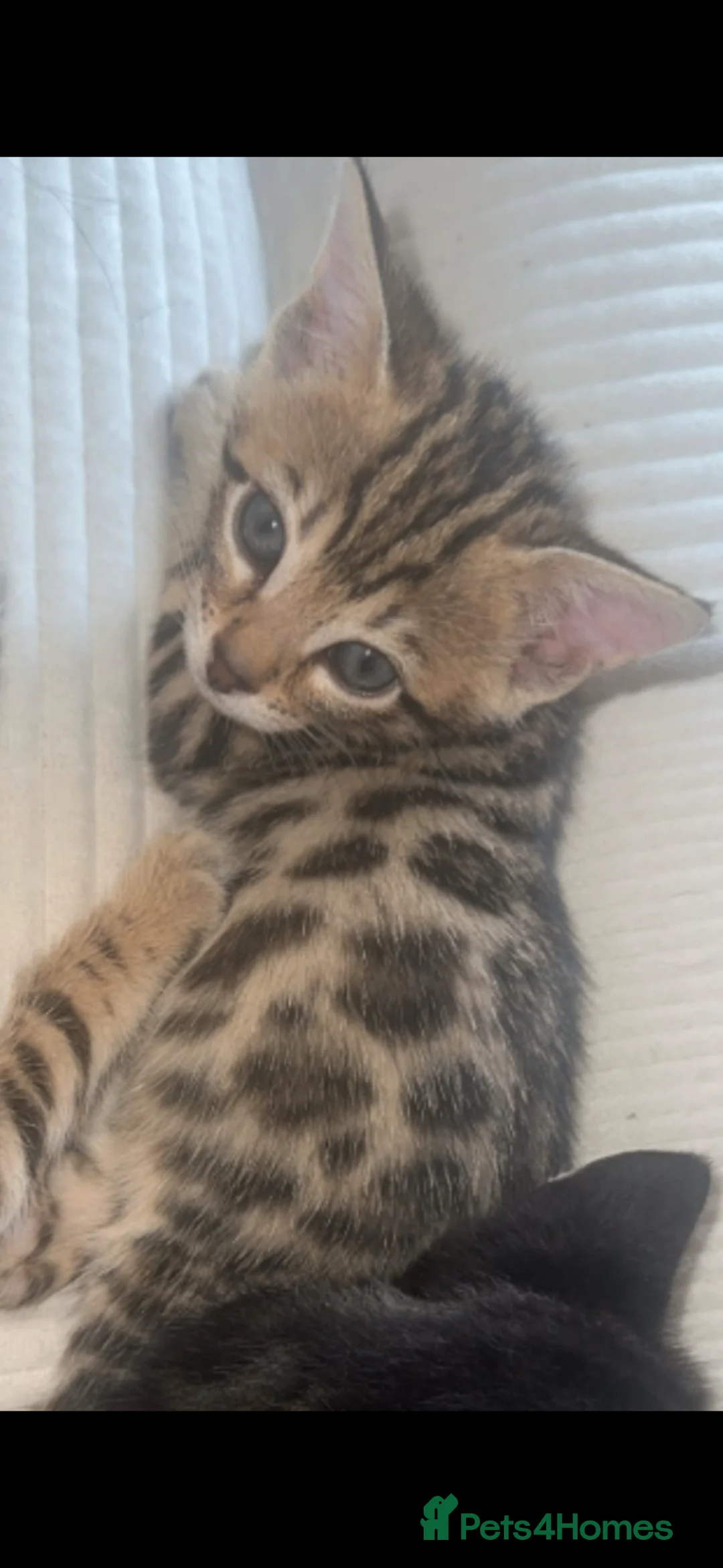 Mixed Breed cats for sale: Kitten need to be rehomed  - Advert 1