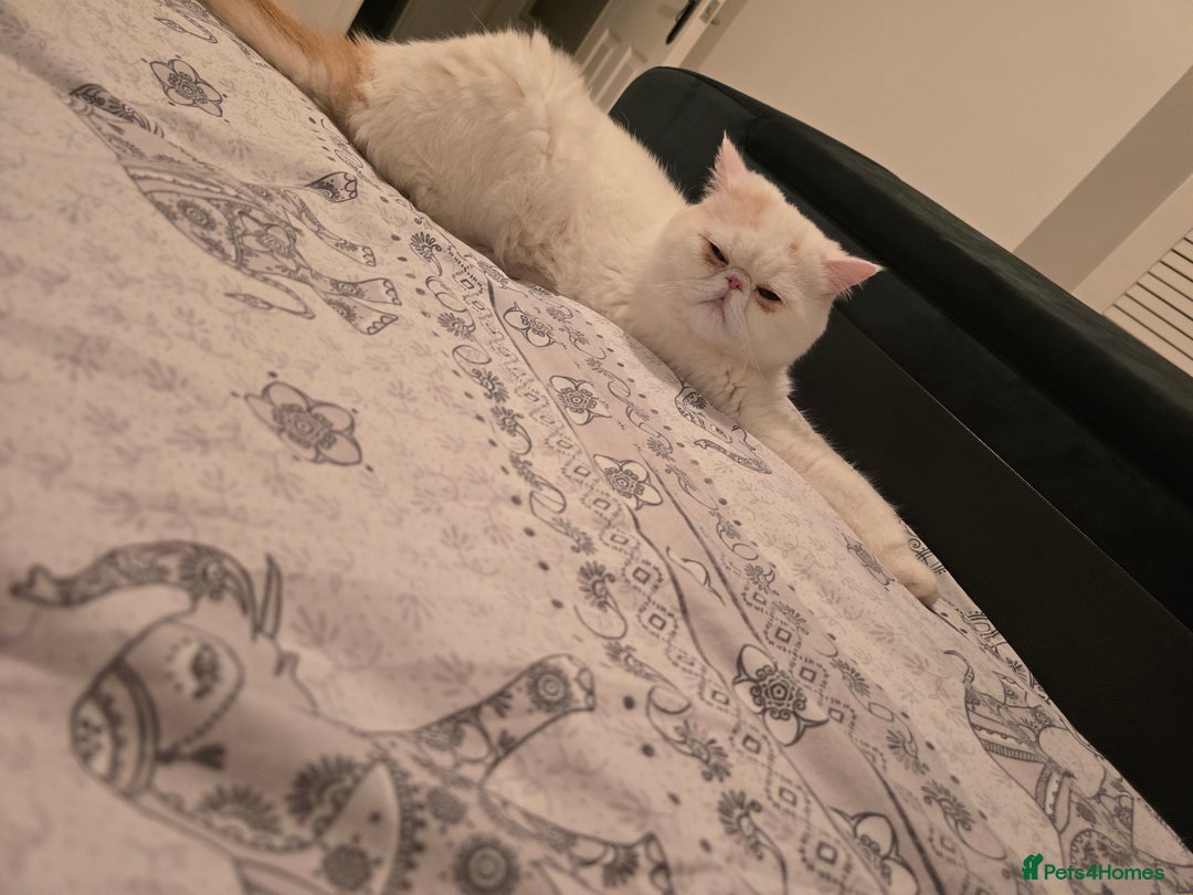 Exotic cats for sale: Stunning Rare Cream Van ESH Male - Image 3