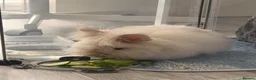 Angora rabbits for sale: Angora bunny for sale  - Advert 4