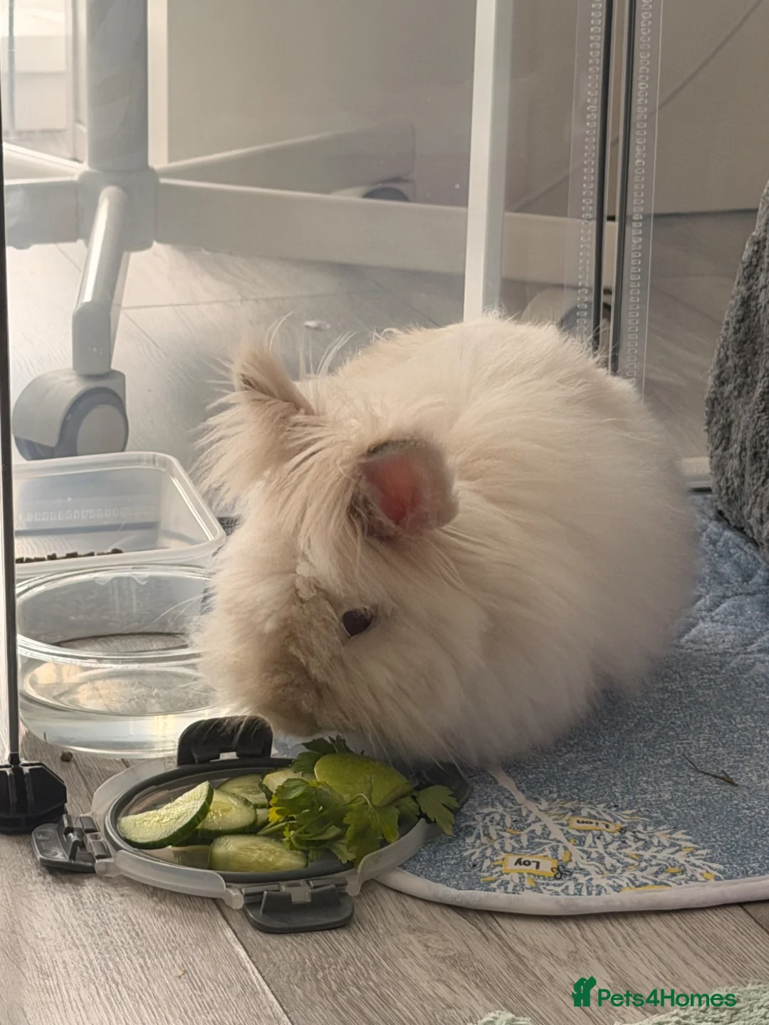 Angora rabbits for sale: Angora bunny for sale  - Advert 4
