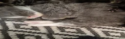 Mixed Breed cats for sale: Ginger and grey and black and tabby kittens - Advert 5