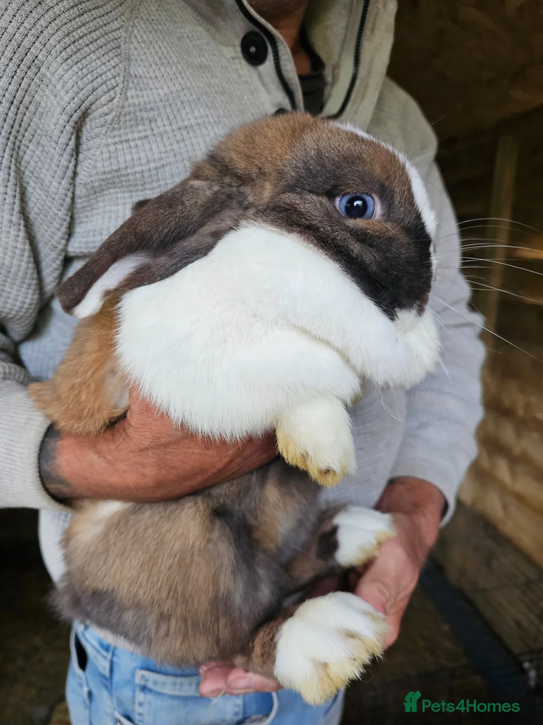 Mini Lop rabbits for sale: Stunning Mini lops - Advert 1
