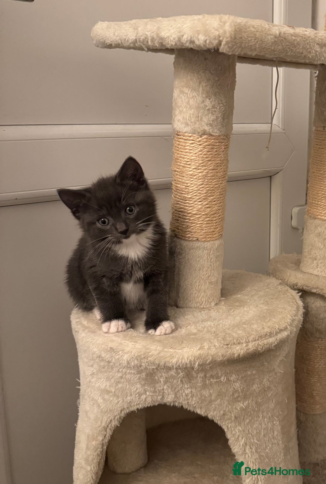 Mixed Breed cats for sale: 3 ,8 week old kittens available 2 male , 1 female  - Advert 1