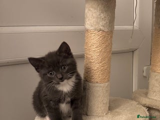 Mixed Breed cats 3 ,8 week old kittens available 2 male , 1 female - Advert 1