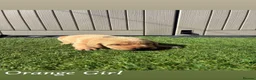 Labrador Retriever dogs for sale: 🐾Exceptional KC Registered Labrador Puppies🐾 - Advert 15