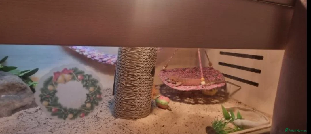 Bearded Dragon reptiles for sale: Bearded Dragon and Cage - Advert 2