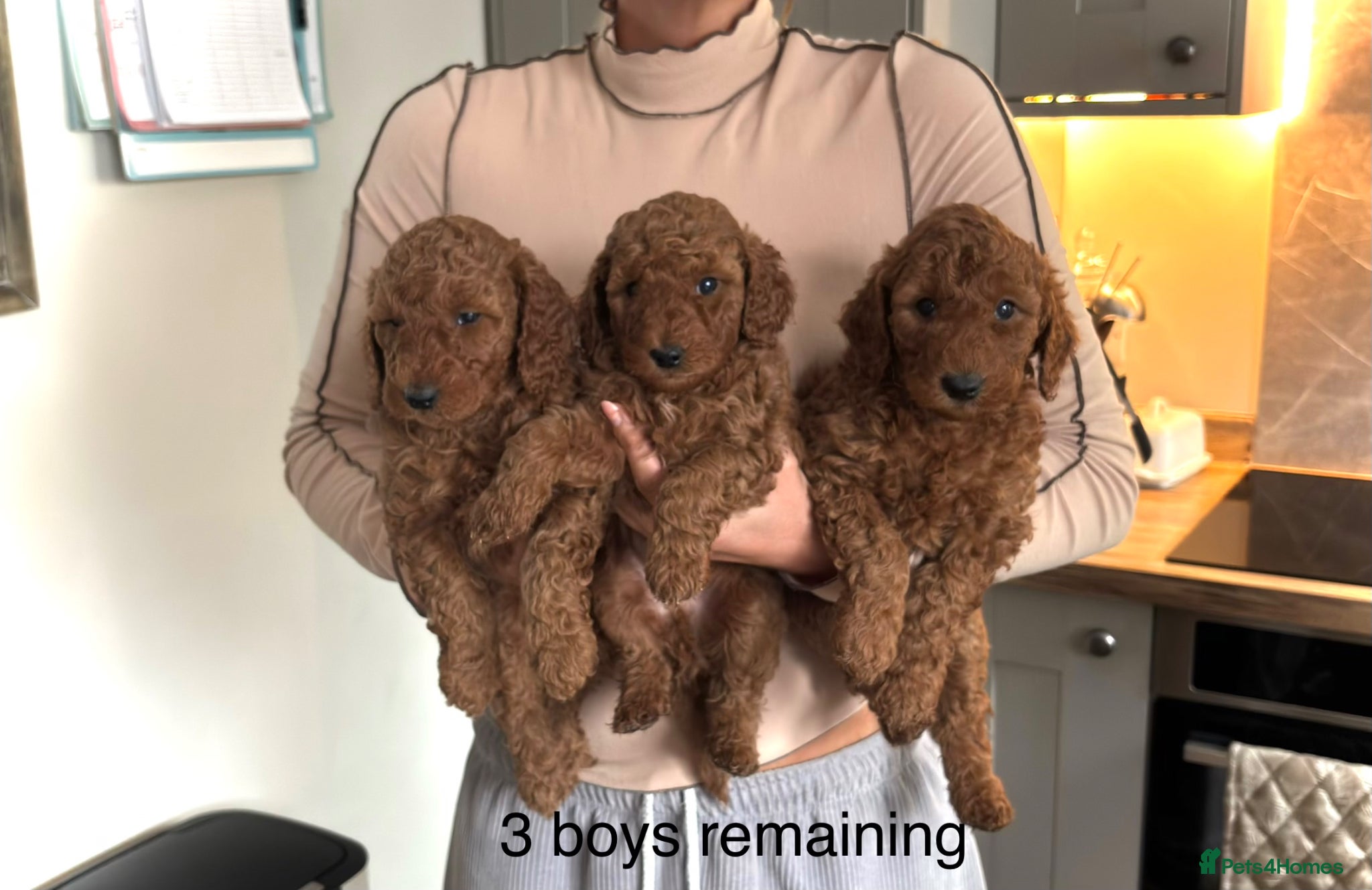 Labradoodle dogs Stunning Red Labradoodles Health Tested Parents  - Advert 1