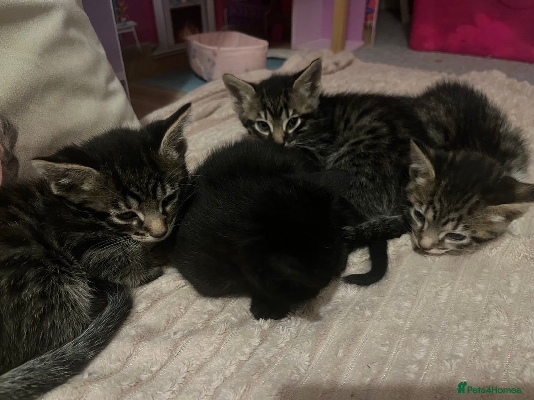 Savannah cats for sale: Savannah Cross Kittens - Image 8