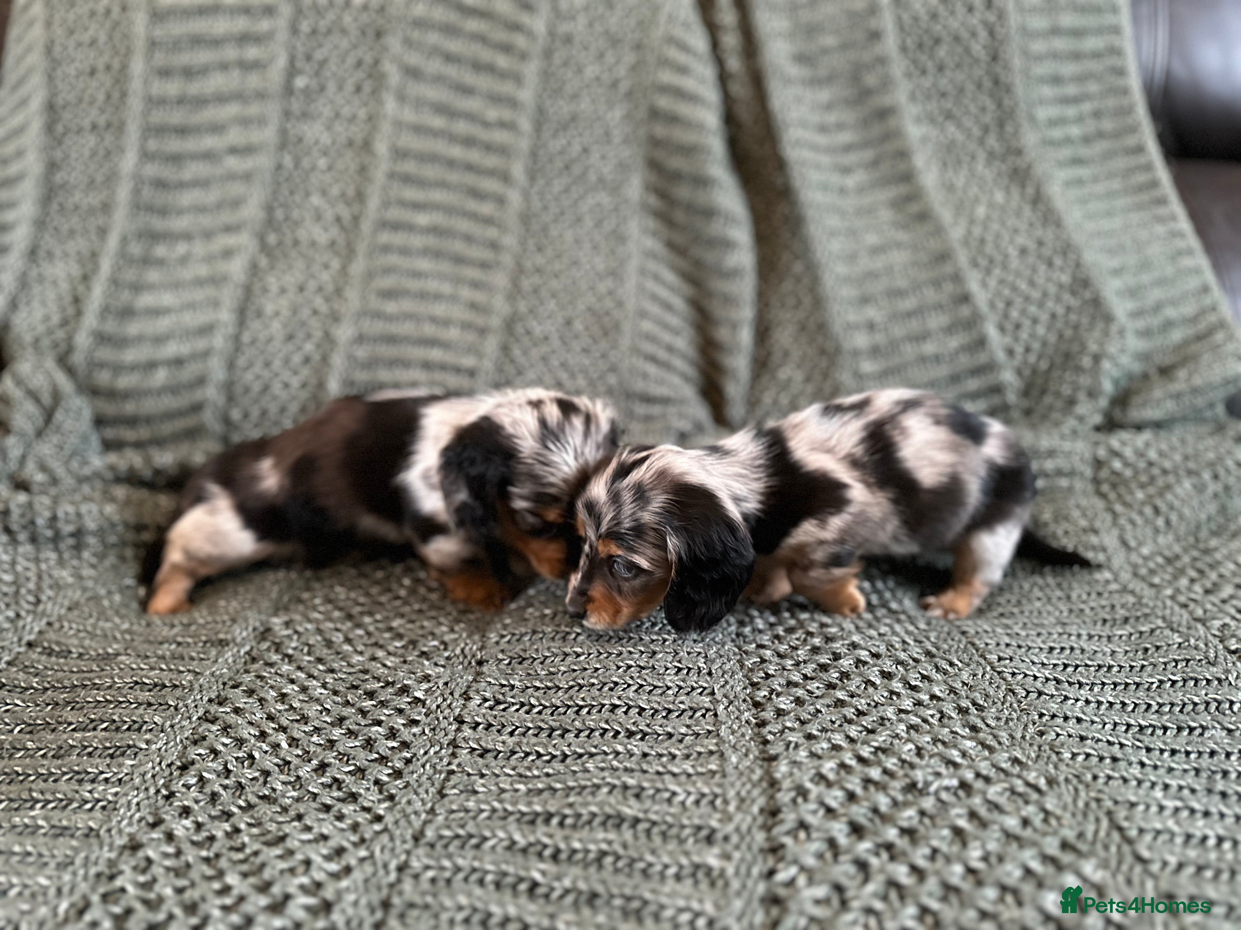Miniature Dachshund dogs Longhairded mini dachshunds £1500  - Advert 3