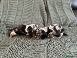Miniature Dachshund dogs Longhairded mini dachshunds £1500 - Advert 3