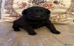Mixed Breed dogs for sale: Beautiful Labrador x shepherd puppies - Image 8