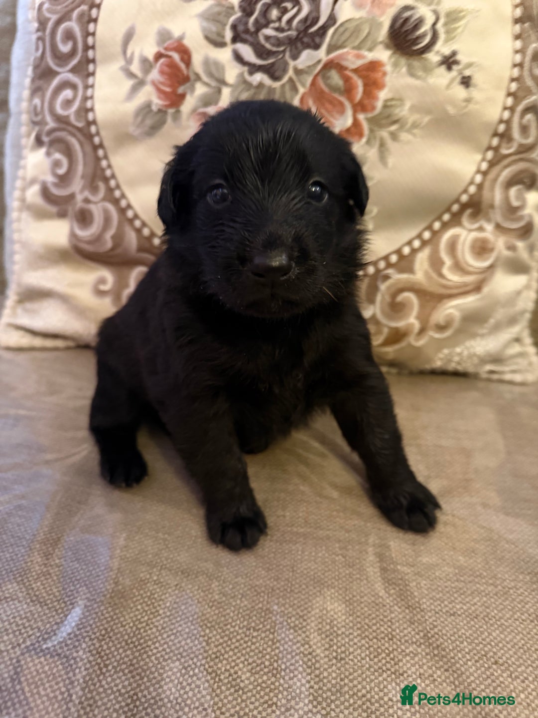 Mixed Breed dogs for sale: Beautiful Labrador x shepherd puppies - Image 8