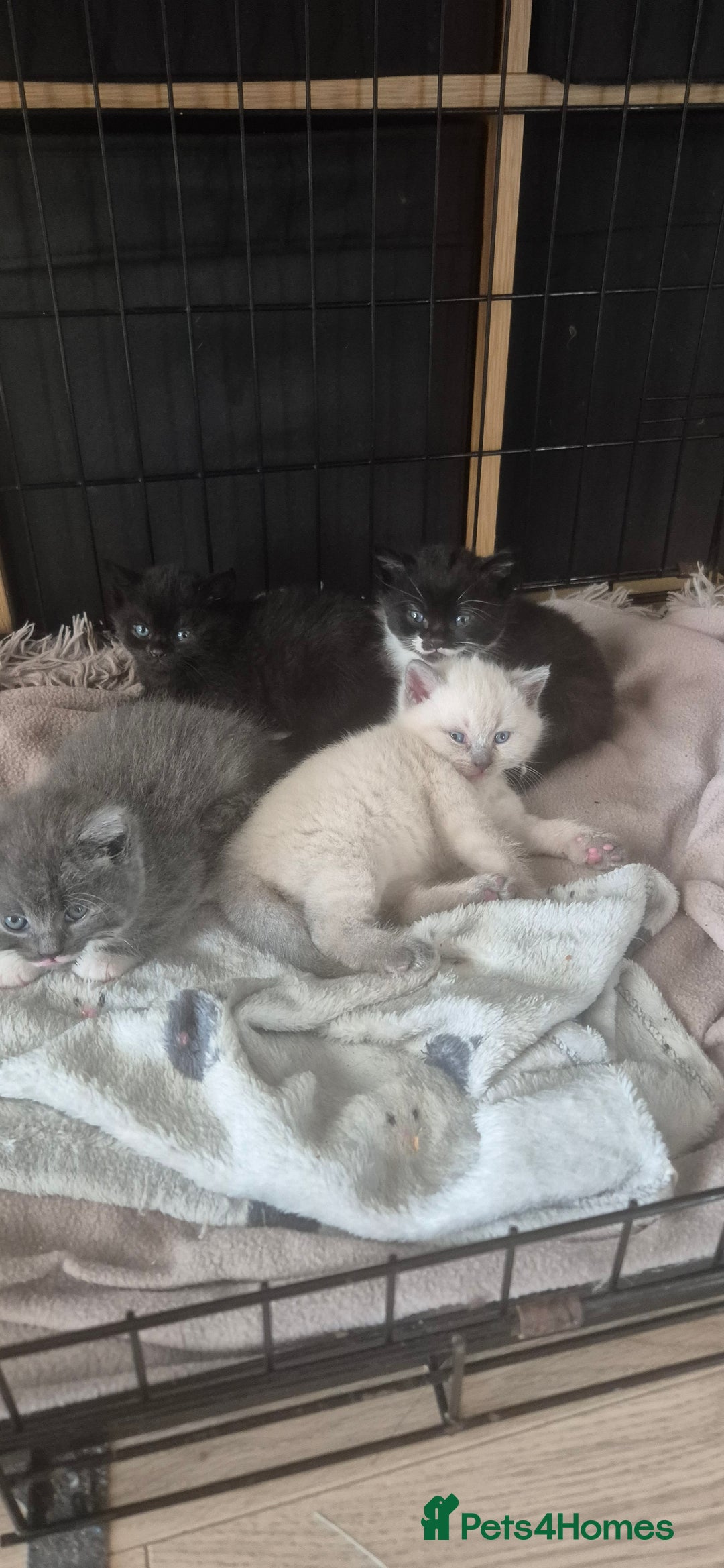 British Shorthair cats for sale: British shorthair cross please read description - Image 1