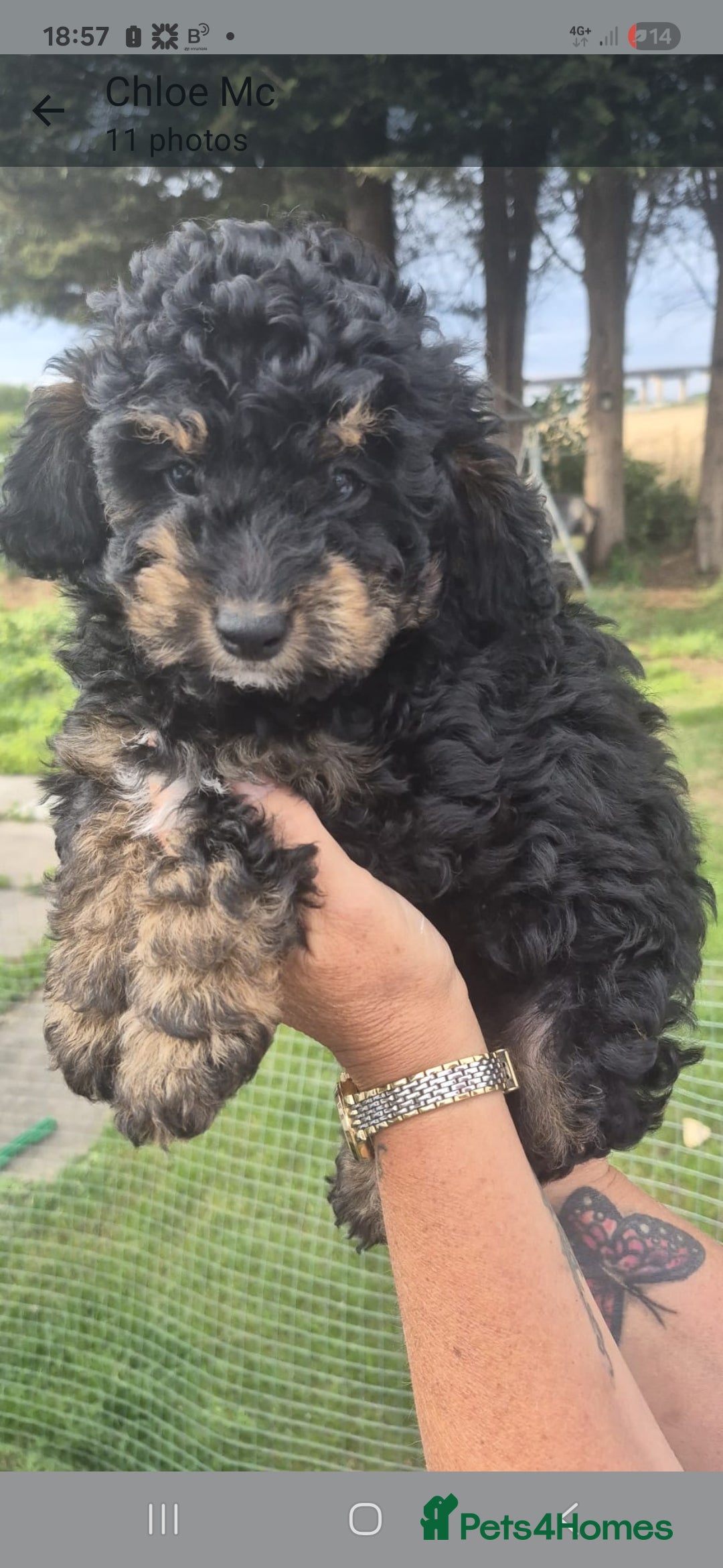 Cockapoo dogs for sale: Cockapoo  LAST GIRL AVAILABLE NOW - Image 1