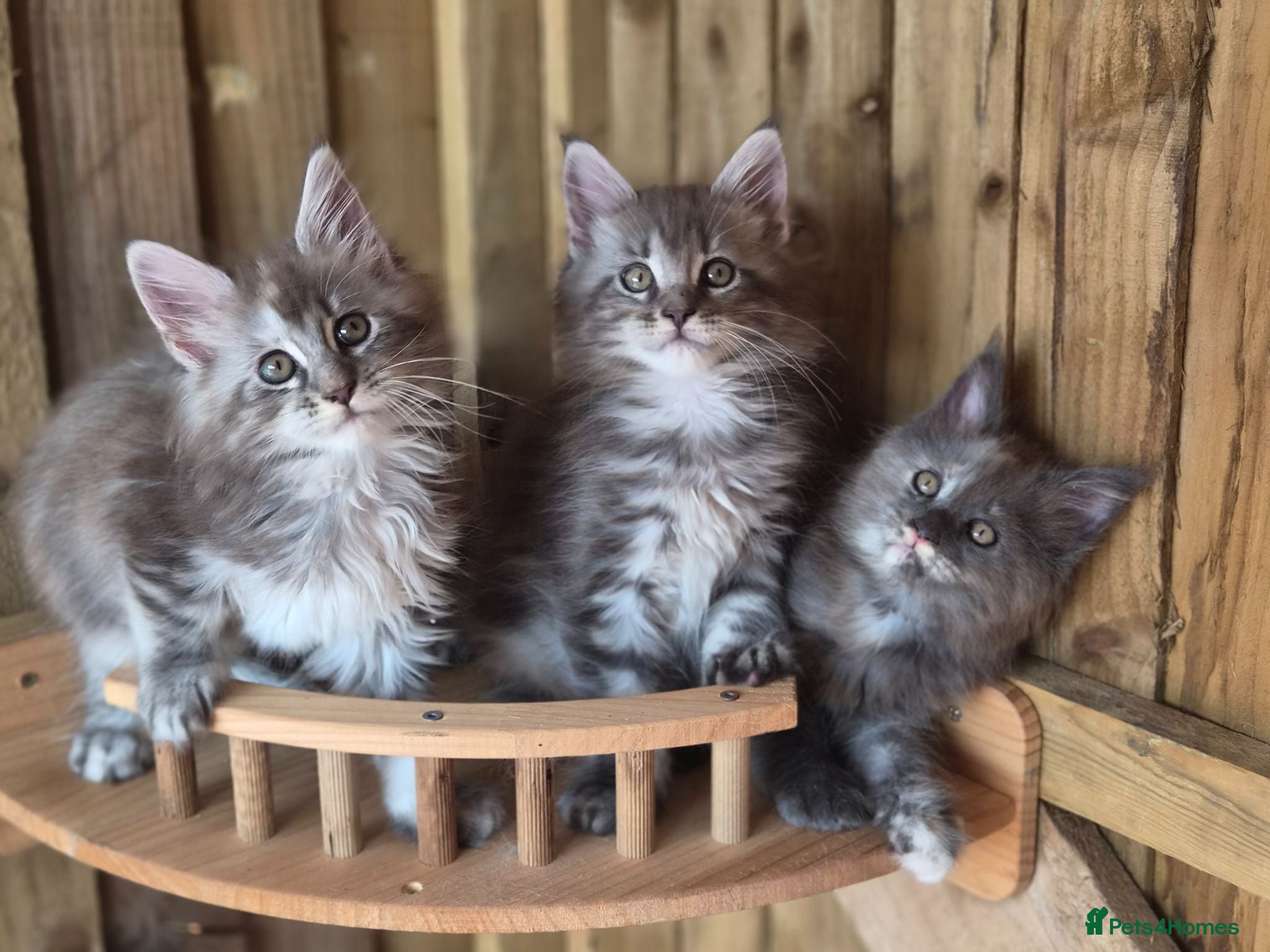 Maine Coon cats Pure Bred Maine Coon Kittens - Advert 7