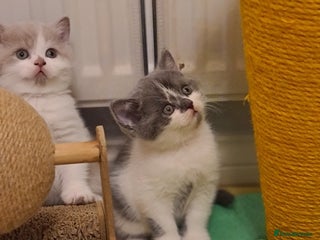 British Shorthair cats British ShortHair kittens GCCF - Advert 12