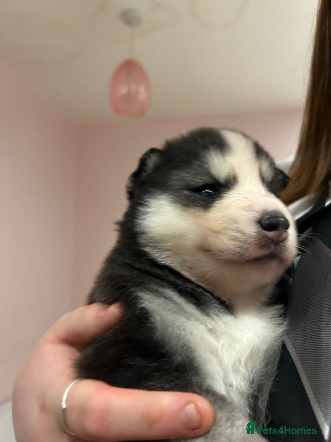 Pomsky dogs for sale: The perfect Blue eyed pomskys  - Advert 12