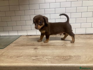 Mixed Breed dogs - Advert 28