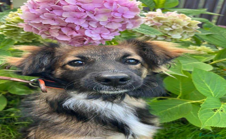 Mixed Breed dogs - Advert 2