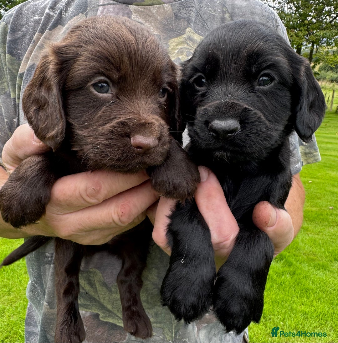 Cocker Spaniel dogs for sale: Cocker spaniels - Image 7