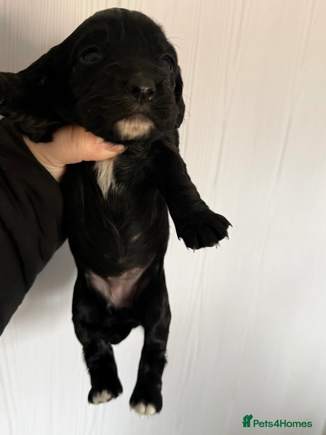 Cocker Spaniel dogs for sale: 4 gorgeous cocker spaniel puppies left  in Morecambe - Advert 2