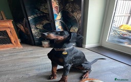 Dobermann dogs for sale: Female Doberman 2 years old  - Image 1