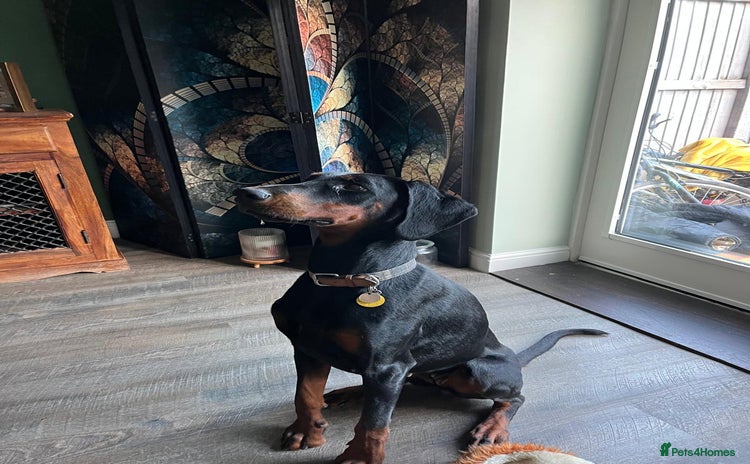 Dobermann dogs - Advert 1
