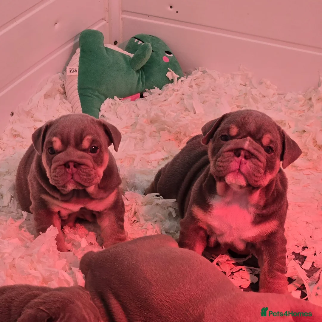 English Bulldog dogs for sale: Premium KC Registered English Bulldog Puppies   - Advert 1