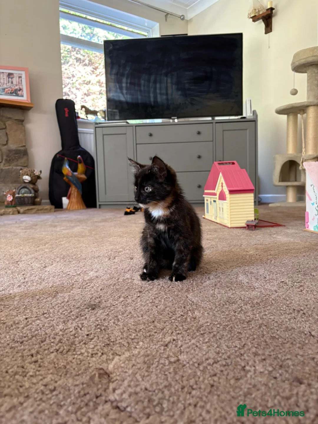 Mixed Breed cats for sale: Half Maine Coon Female Kittens - Advert 1