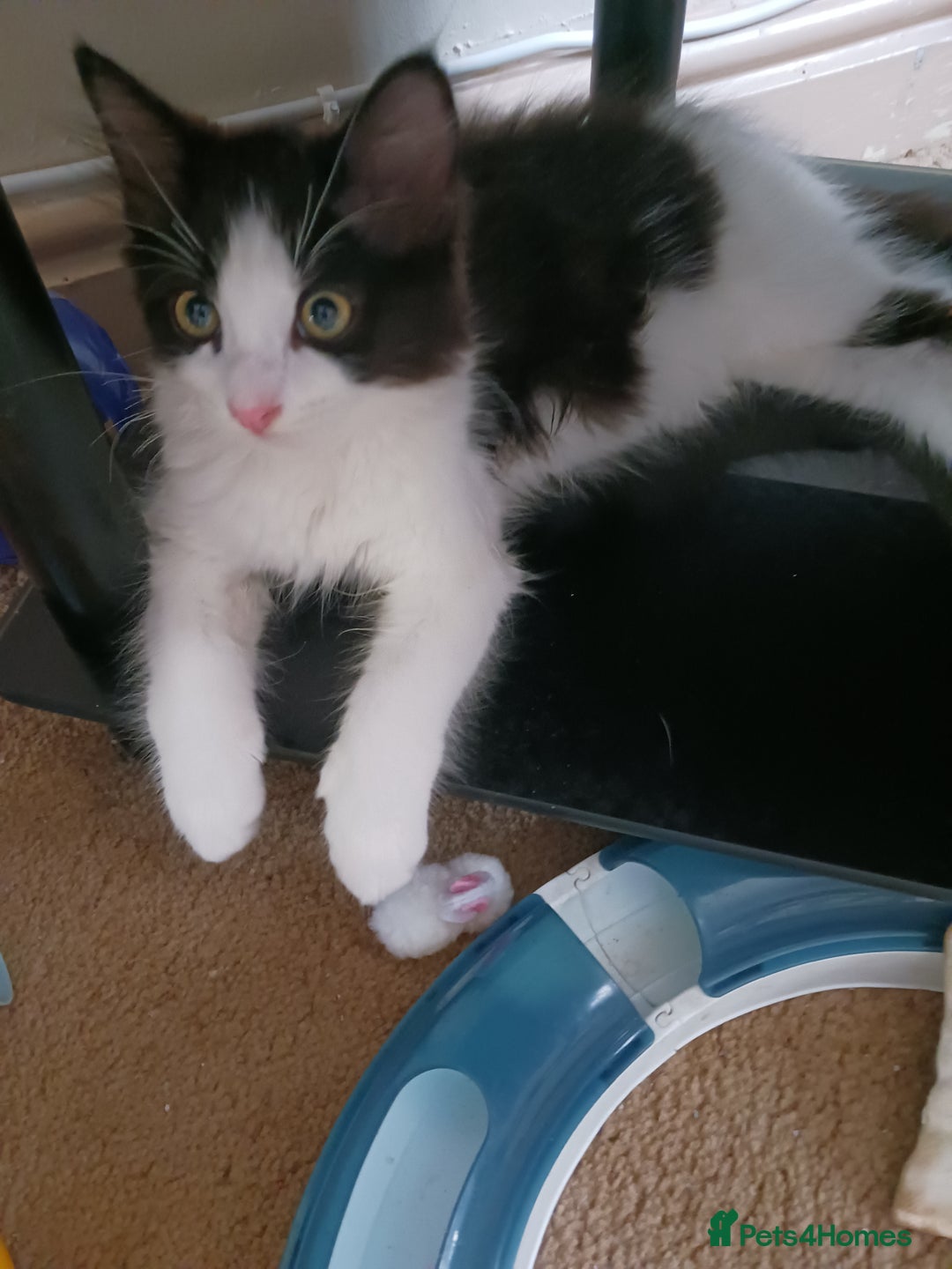 Ragdoll cats for sale: CUTE SOLID RAGDOLL KITTENS  - Image 11