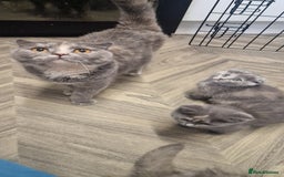 Scottish Fold cats for sale: Scottish fold british shorthair - Image 11