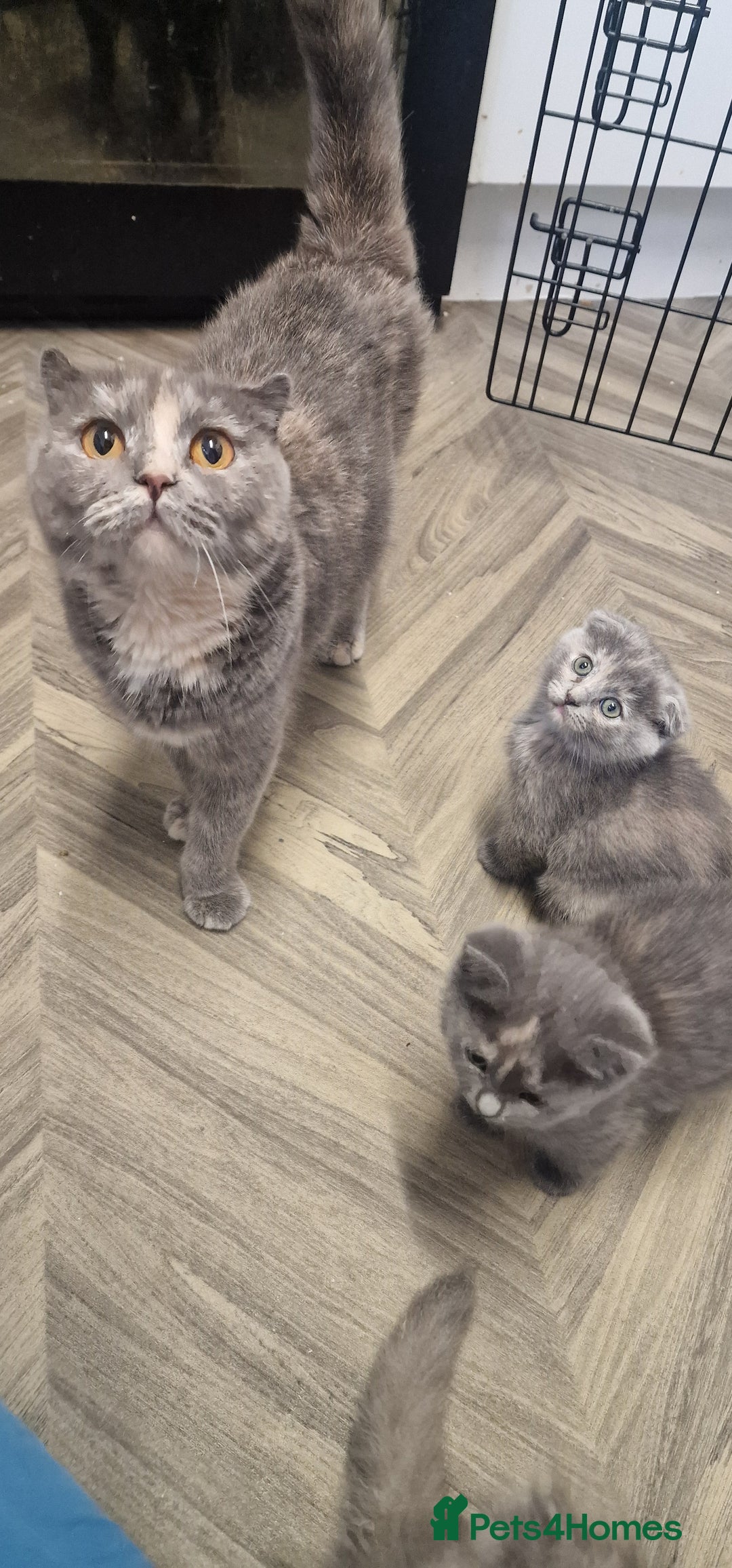 Scottish Fold cats for sale: Scottish fold british shorthair - Image 11