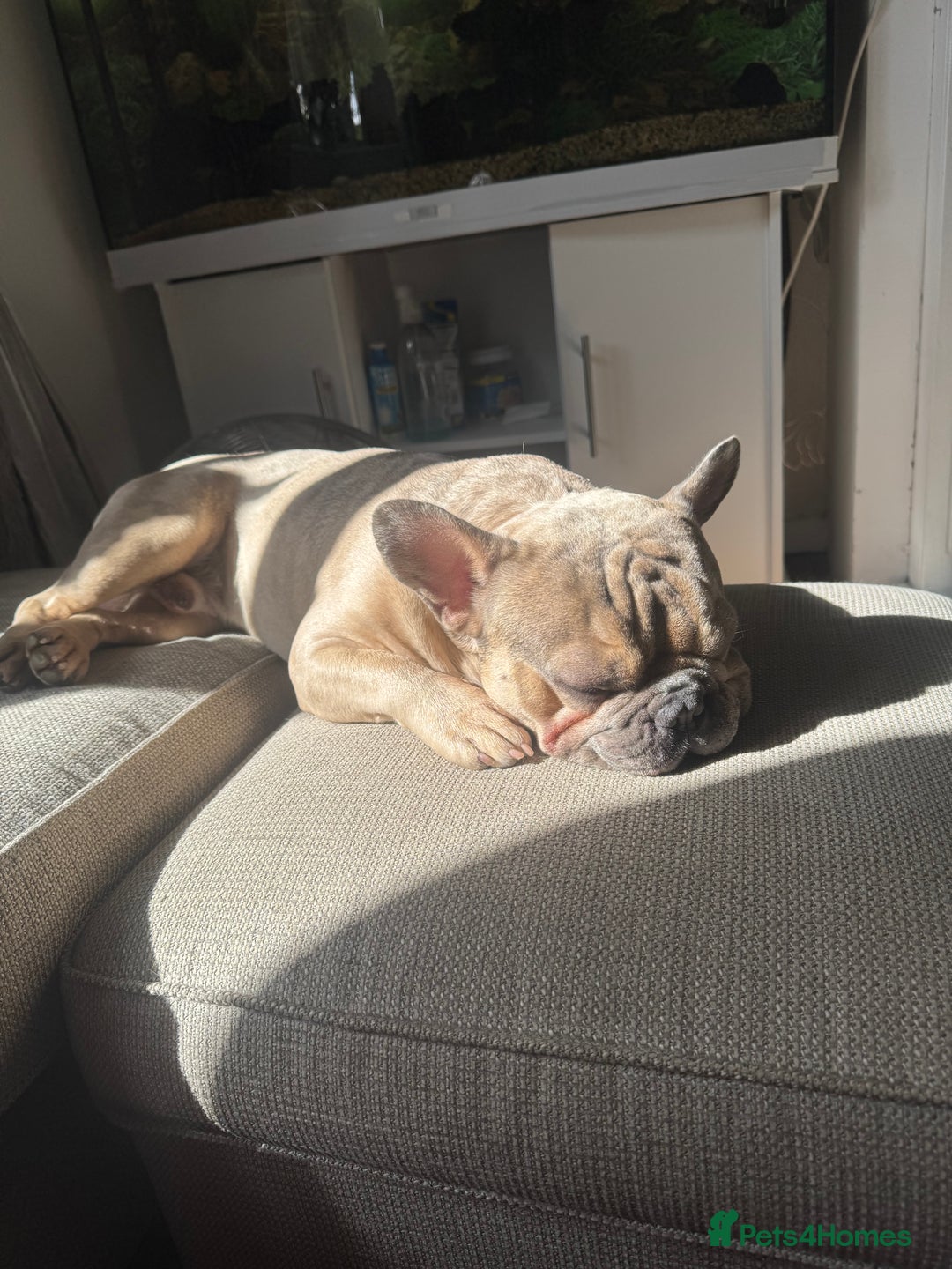 French Bulldog dogs for sale: Litter of mixed colour French bulldog puppies  - Image 6