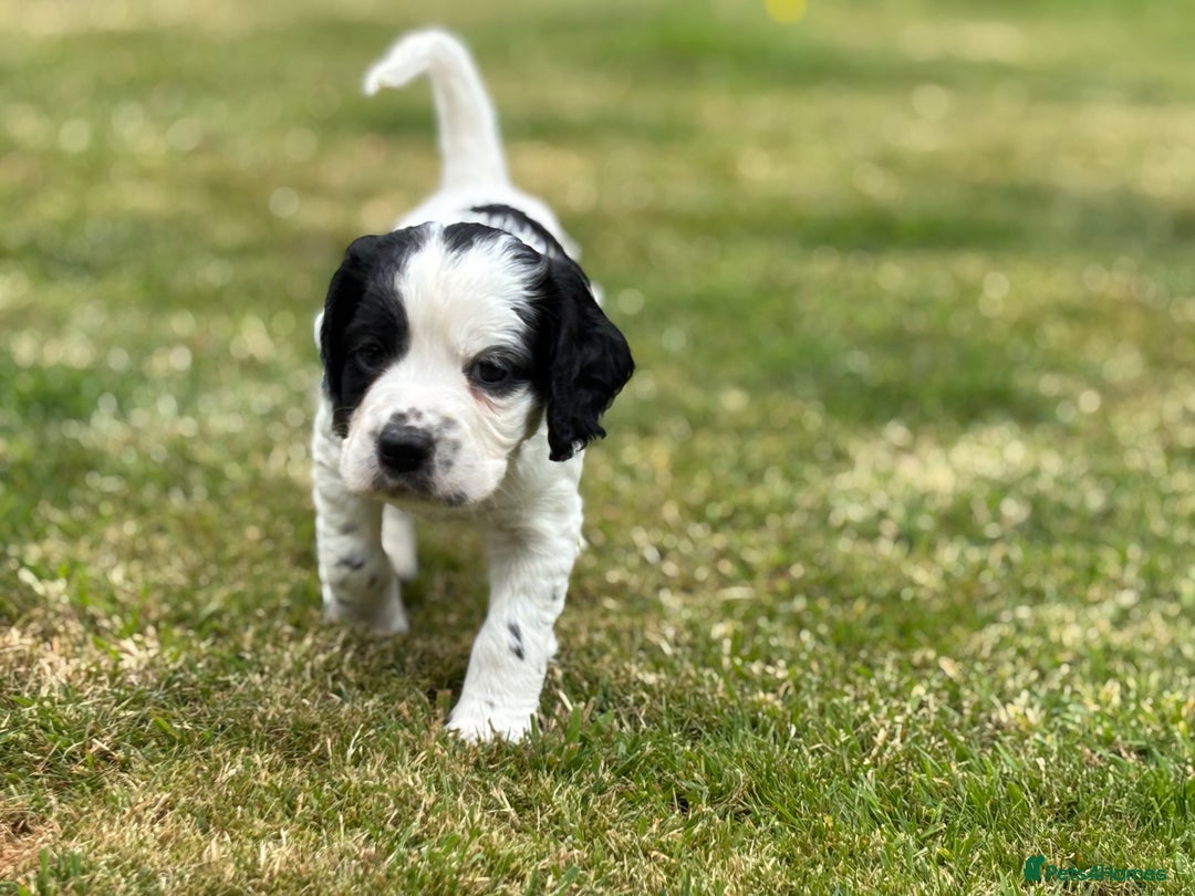 Cocker Spaniel dogs for sale: 1 beautiful boy working cocker spaniels left £650 - Image 30