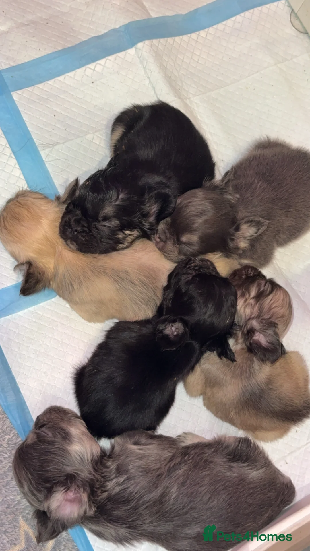 French Bulldog dogs for sale: Fluffy French bulldogs  in Nottingham - Advert 9