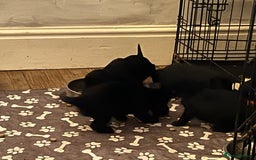 Cocker Spaniel dogs for sale: LAST LITTLE BOY  6 adorable Cocker Spaniel pups - Advert 26