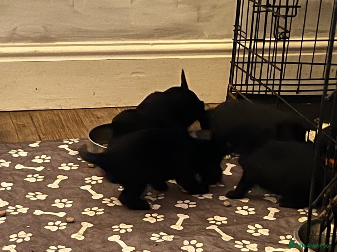 Cocker Spaniel dogs for sale: LAST LITTLE BOY  6 adorable Cocker Spaniel pups - Advert 26