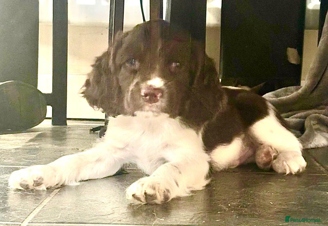 English Springer Spaniel dogs for sale: English Springer Spaniel Puppies - Advert 3